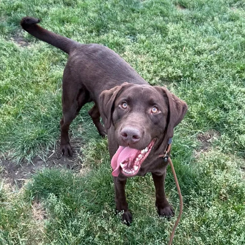 A young large-sized male Chocolate Labrador Retriever dog named Punky for adoption in Minooka, IL