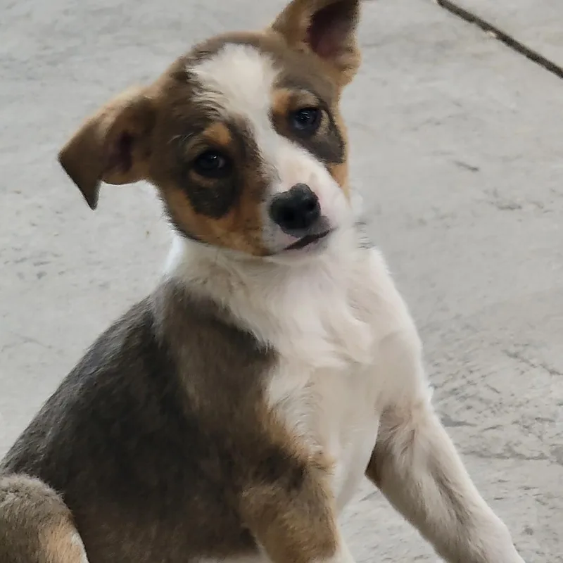 A baby small-sized female Brown / Chocolate Mixed Breed dog named Reba for adoption in Spanish Fork, UT