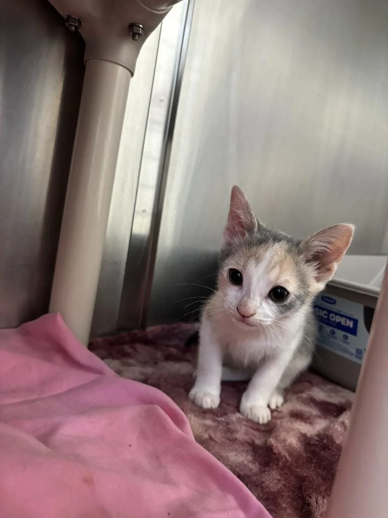 A baby medium-sized female Domestic Short Hair cat named Plum for adoption in Pomona, NY