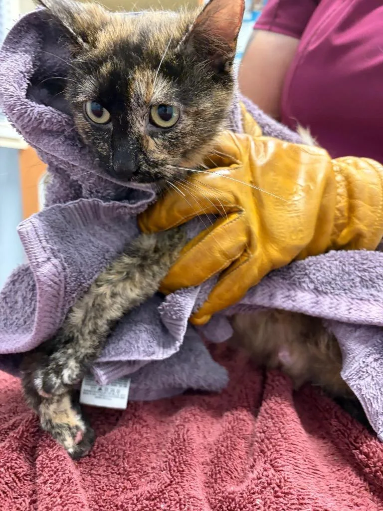 An adult medium-sized female Domestic Short Hair cat named Working Cat: Rosemary for adoption in Bloomington, IN