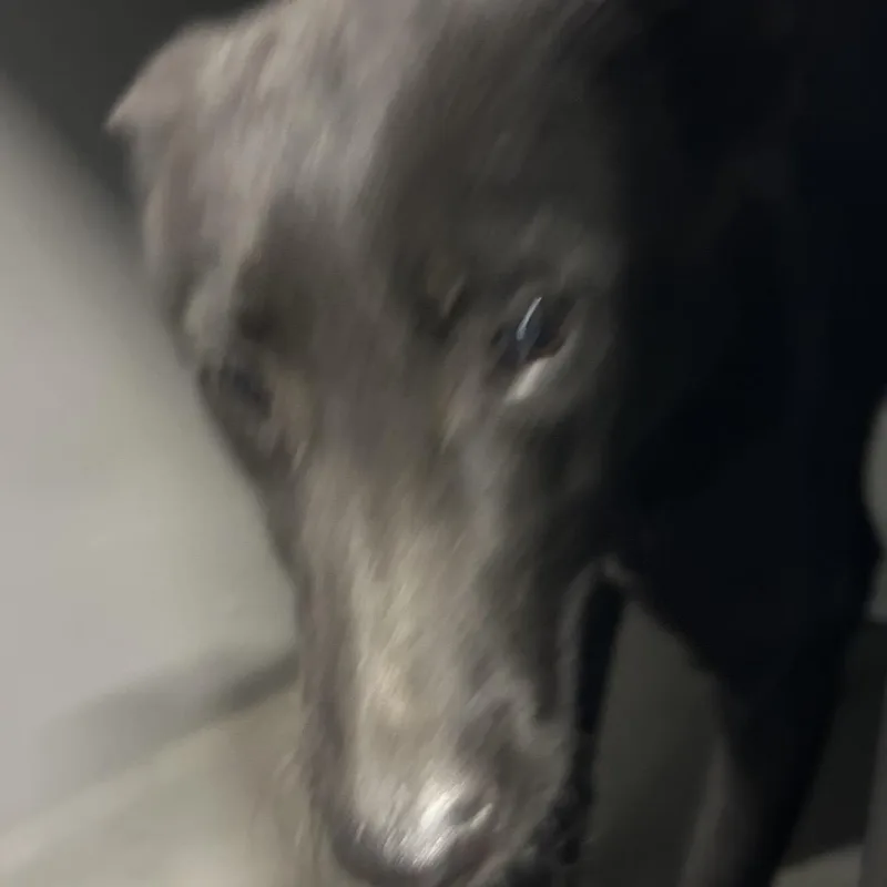 An adult medium-sized male Black Shepherd dog named Randy for adoption in Greensboro, NC