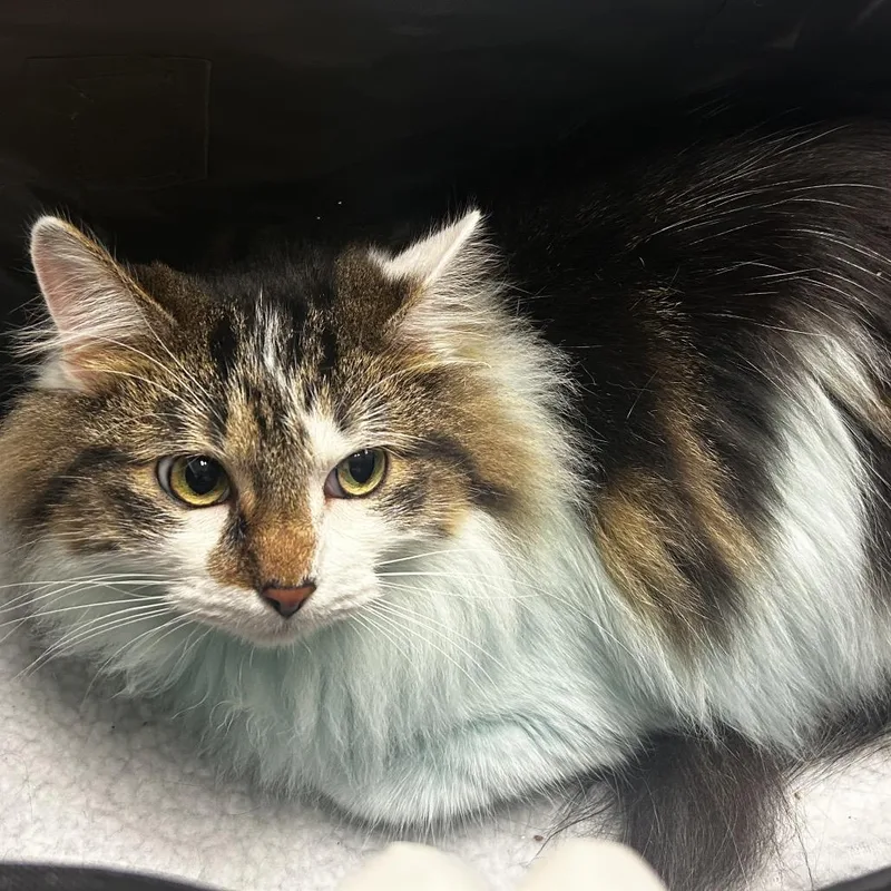 An adult medium-sized male White Domestic Medium Hair cat named Theo for adoption in Jacksonville, FL