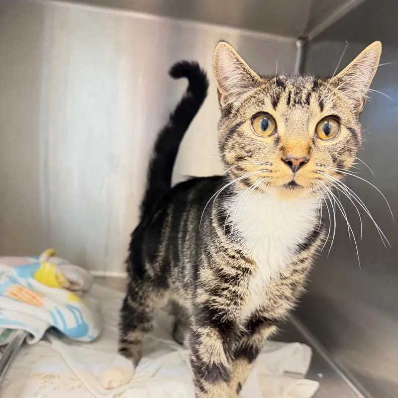 A young medium-sized male Brown / Chocolate Domestic Short Hair cat named Freddy for adoption in Englewood, FL