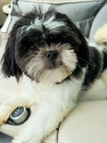 Millie thumbnail 2