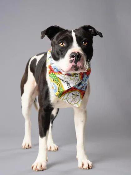 An adult large-sized male Mixed Breed dog named Remus Lupin for adoption in Atlanta, GA