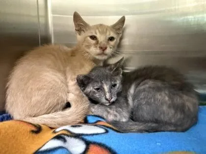 A baby small-sized female Domestic Short Hair cat named Penne for adoption in Independence, MO
