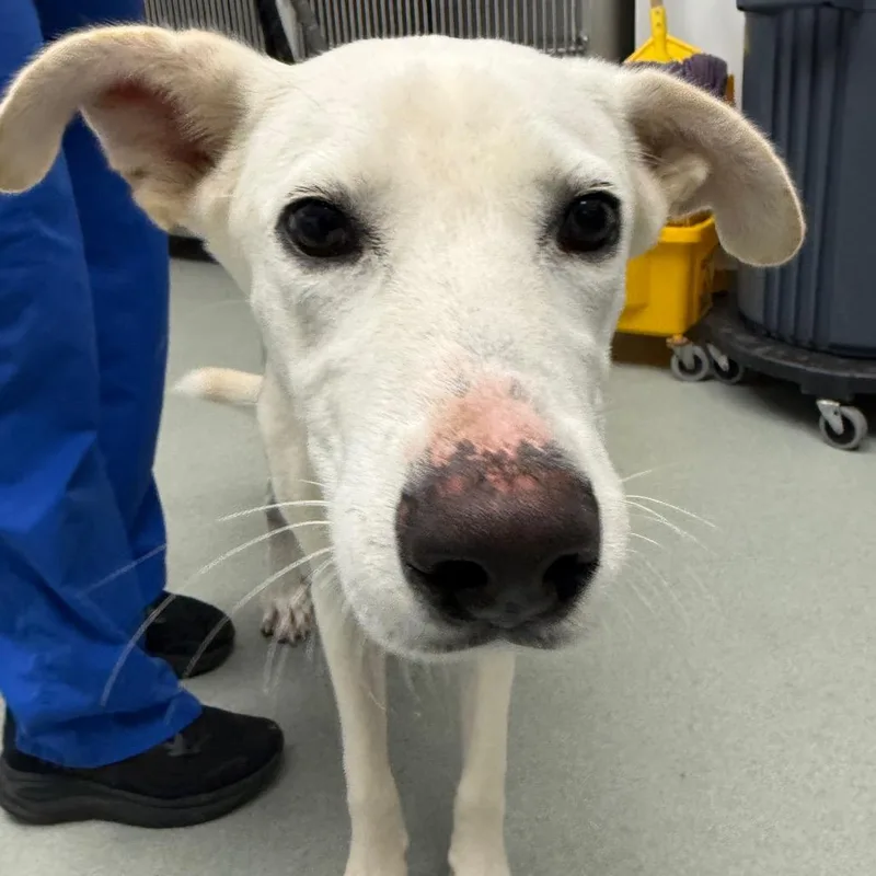 An adult medium-sized male White / Cream Shepherd dog named Aspen for adoption in Abilene, TX