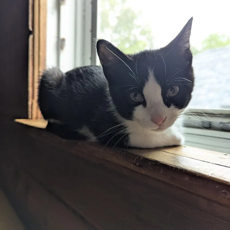 A baby small-sized female Black Domestic Short Hair cat named Lucy for adoption in St. Paul, MN