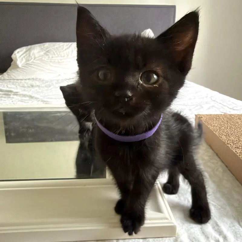 A baby small-sized male Domestic Short Hair cat named Shrimp for adoption in Woodinville, WA