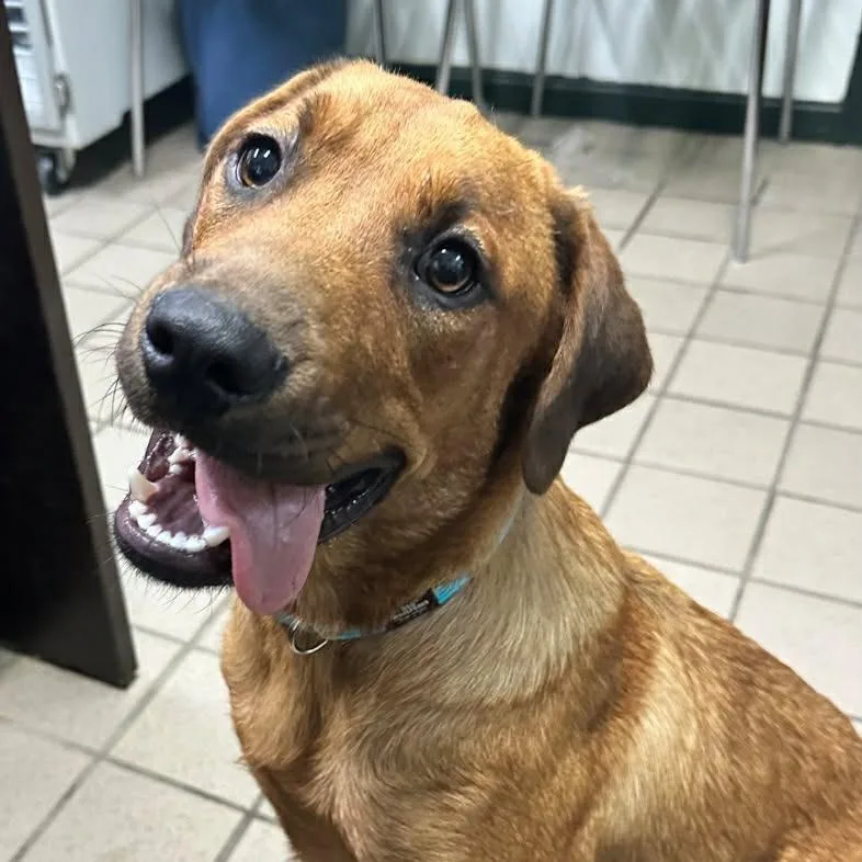 A young medium-sized male Yellow / Tan / Blond / Fawn Beagle dog named Spike for adoption in Erie, PA