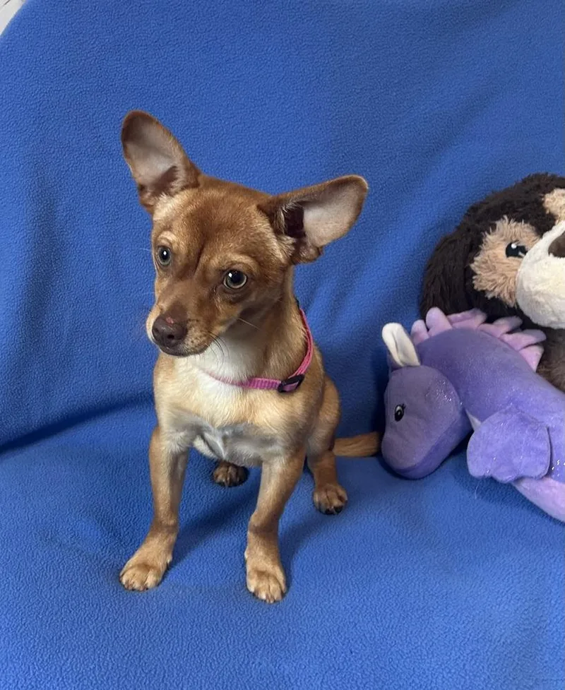 A young small-sized female Brown / Chocolate Chihuahua dog named Kibby for adoption in Cedartown, GA