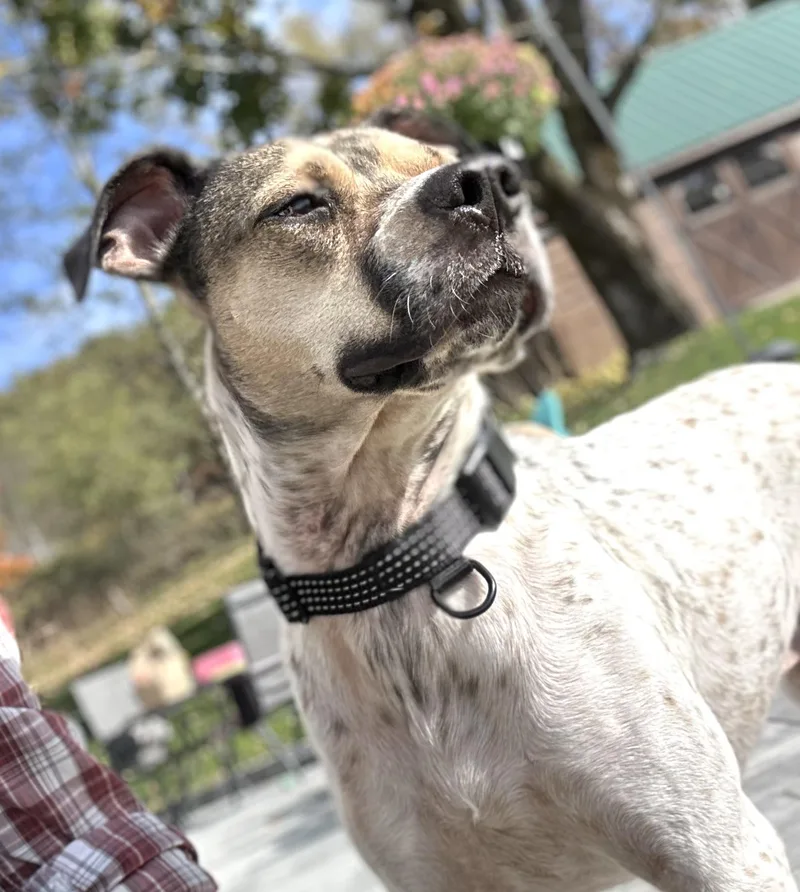 An adult medium-sized male White / Cream Mixed Breed dog named Deuce for adoption in Highland, NY