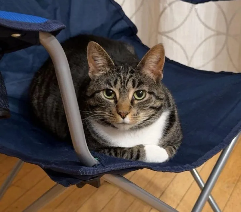 A baby medium-sized female Domestic Short Hair cat named Kofta for adoption in Herndon, VA