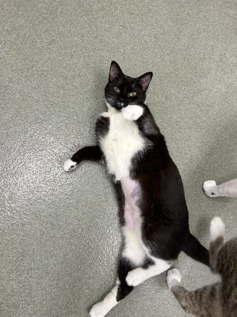 A young small-sized female Black American Shorthair cat named Lucy Bell for adoption in Maidens, VA