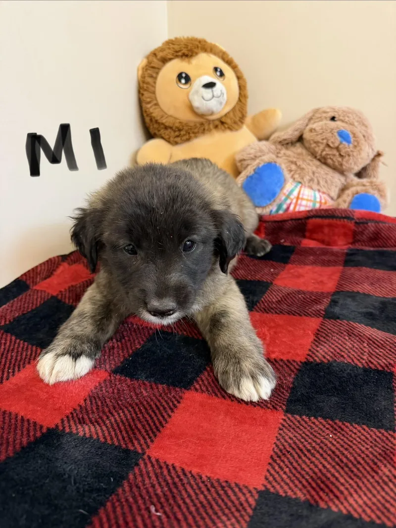 A baby large-sized male Apricot / Beige Border Collie dog named Kevin for adoption in Hamilton , NJ