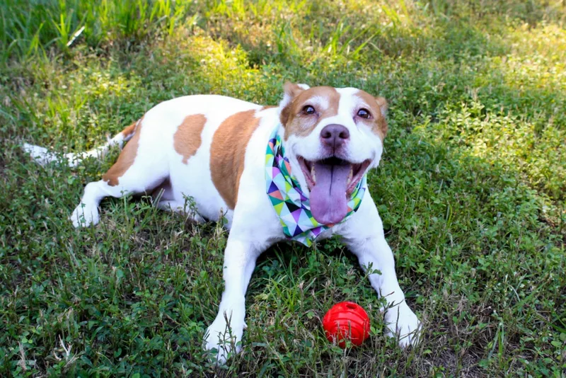 Squidget thumbnail 3