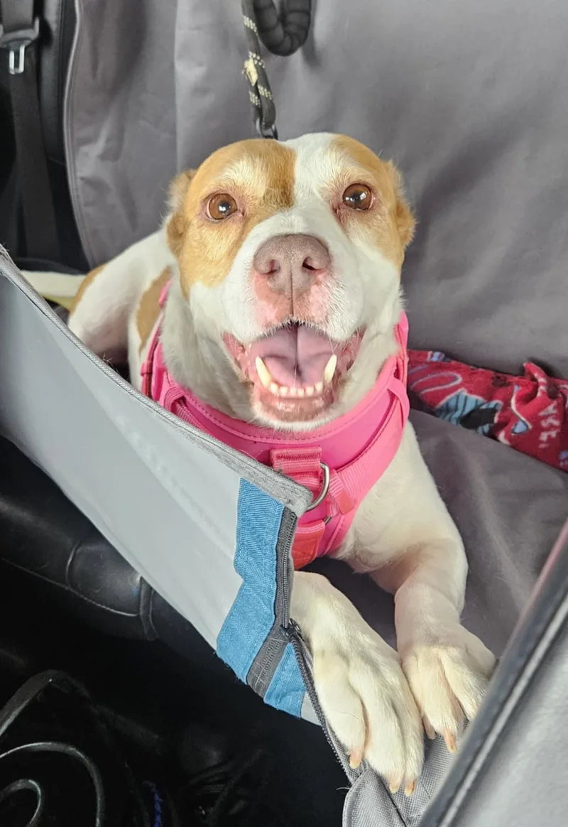 Squidget thumbnail 4