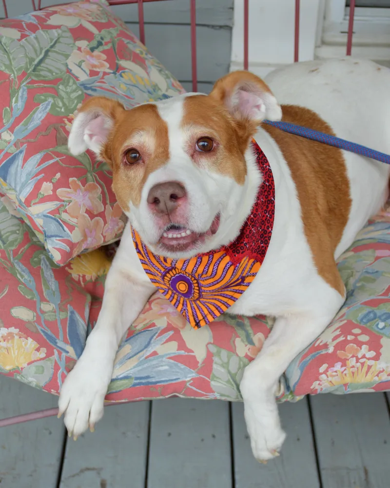 Squidget thumbnail 5