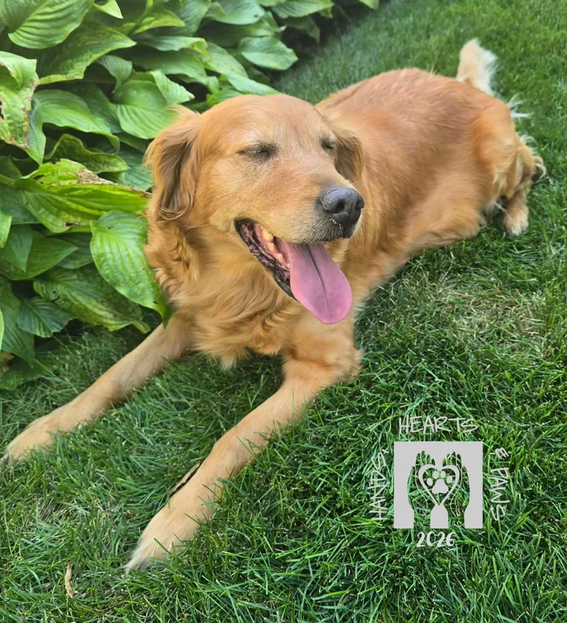 A senior large-sized female Golden Retriever dog named Lynden for adoption in Omaha, NE