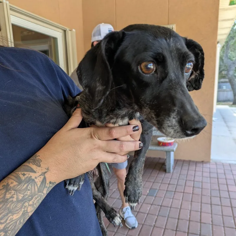 An adult small-sized female Dachshund dog named Major Margaret "Hot Lips" for adoption in Fulton, TX