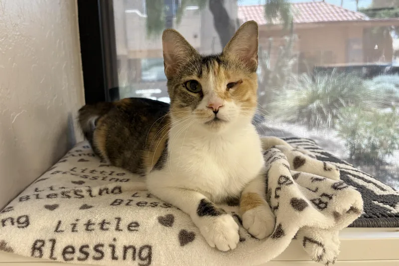 An adult medium-sized female Domestic Short Hair cat named Callianna for adoption in Fountain Hills, AZ