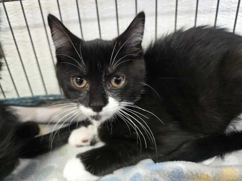 A baby small-sized male Domestic Short Hair cat named Pepper for adoption in Southbury, CT
