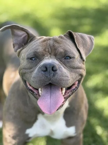 An adult medium-sized male Pit Bull Terrier dog named Archie for adoption in Daytona Beach, FL