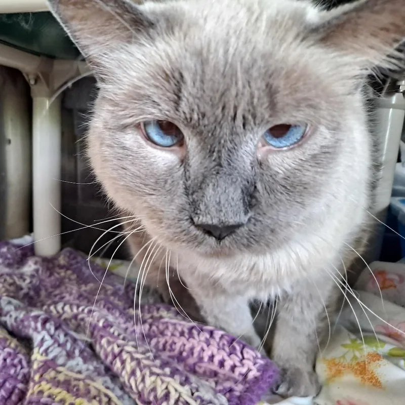 Blue Eyes