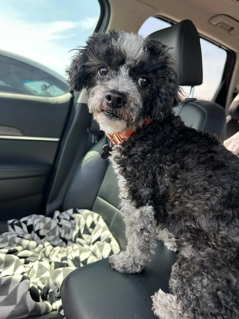 An adult small-sized female Miniature Poodle dog named Norma Jeane for adoption in Houston, TX