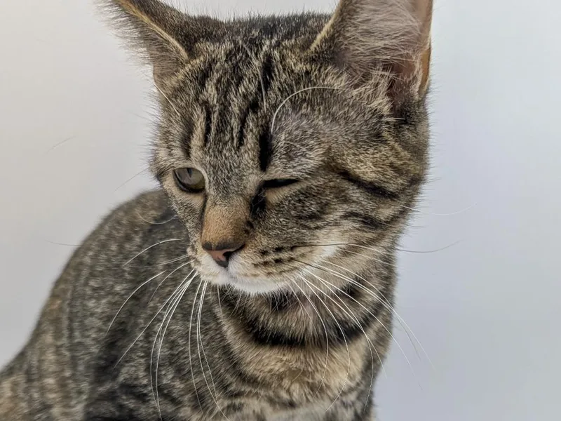 A baby small-sized female Domestic Short Hair cat named Tawny for adoption in Powell, OH