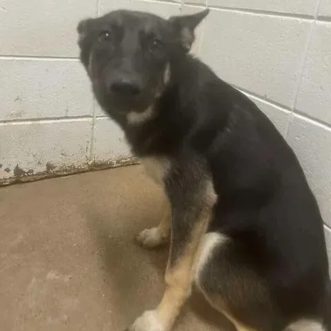 A young medium-sized female Black German Shepherd Dog dog named Marjorie for adoption in Beaumont, TX