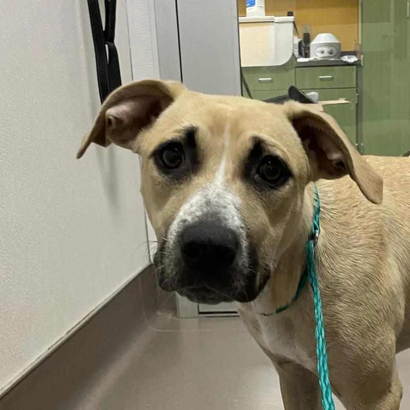 A baby medium-sized female Yellow / Tan / Blond / Fawn Yellow Labrador Retriever dog named Bobby for adoption in Norman, OK