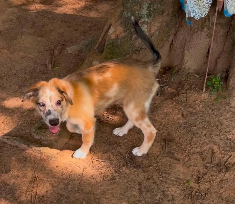 A baby large-sized male Australian Shepherd dog named Timberland for adoption in New Baltimore, MI