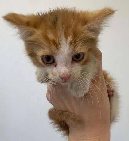 A baby small-sized male Domestic Short Hair cat named Tiktok for adoption in Lampasas, TX