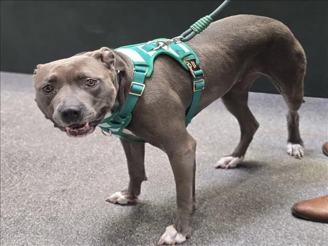An adult large-sized female Pit Bull Terrier dog named Bella for adoption in Los Angeles, CA