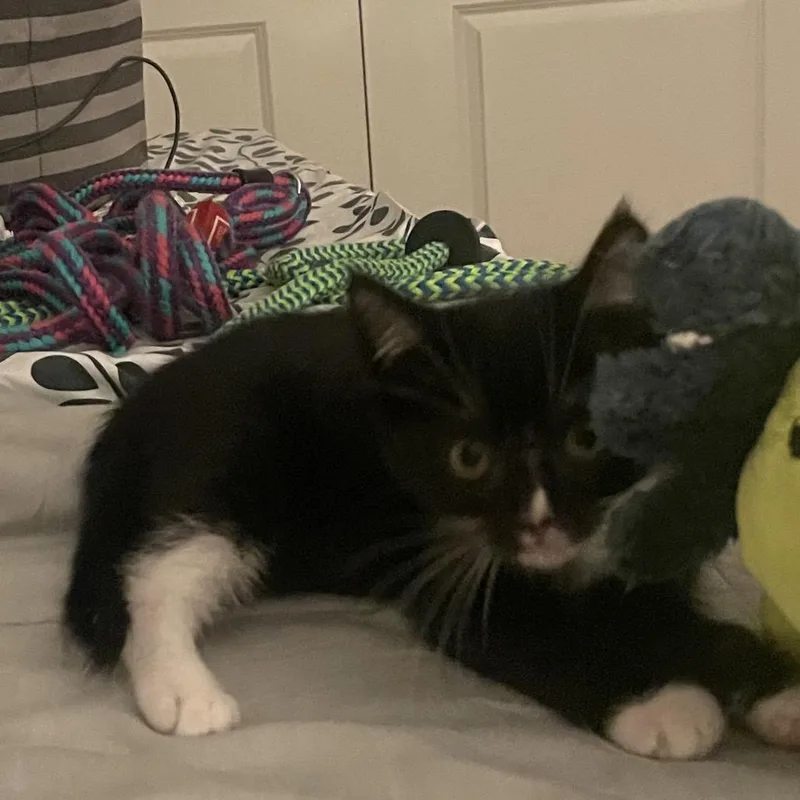A baby small-sized male Black Domestic Medium Hair cat named Heavy Arms for adoption in Fredericksburg, VA