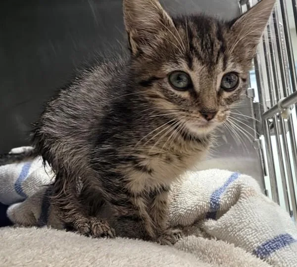 A baby small-sized female Domestic Short Hair cat named Dolly for adoption in Hollister, CA