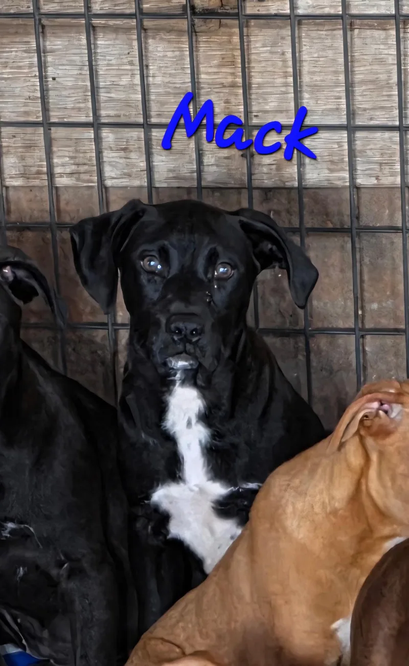 A baby medium-sized male Black Boxer dog named Mack for adoption in Watertown, CT