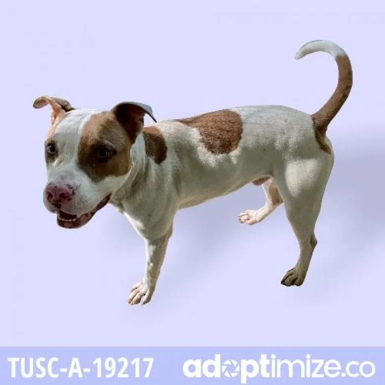 An adult medium-sized male White / Cream Pit Bull Terrier dog named Cheeto for adoption in Tuscaloosa, AL