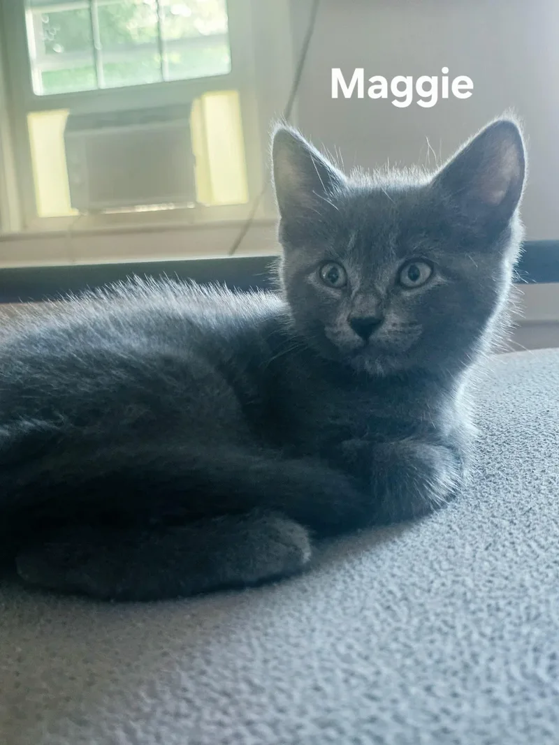 A baby medium-sized female Gray / Blue / Silver Domestic Short Hair cat named Maggie for adoption in Chicopee, MA