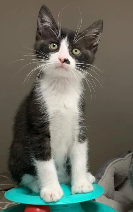 A baby medium-sized male Black & White / Tuxedo Domestic Short Hair cat named Toto for adoption in Hollister, CA