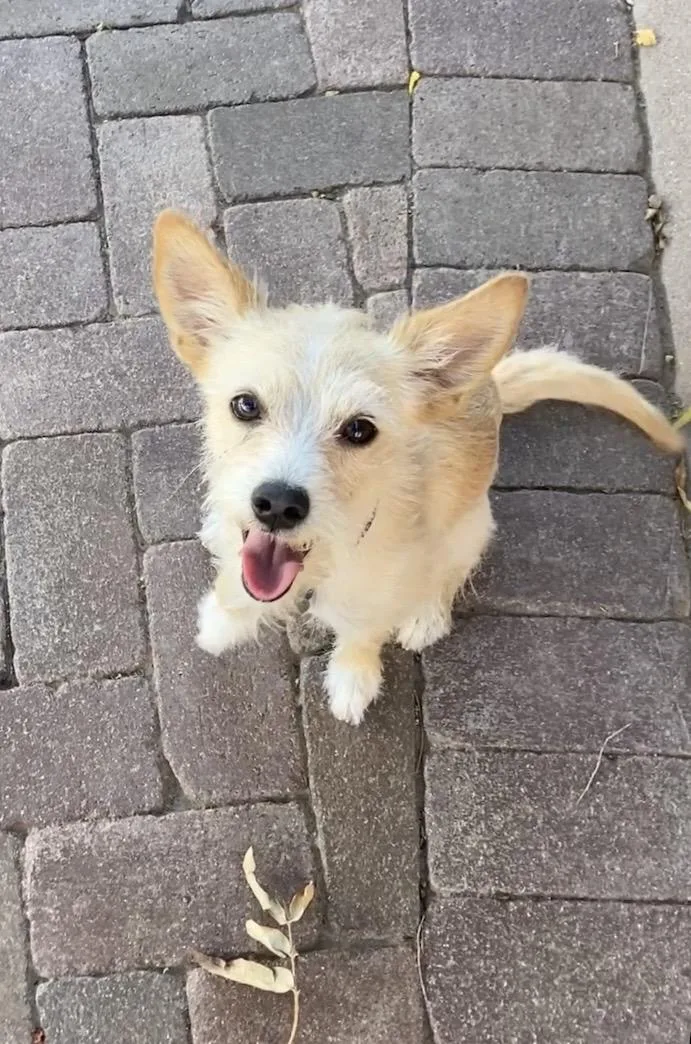 A young small-sized female White / Cream Terrier dog named Ladybug for adoption in Goodyear, AZ