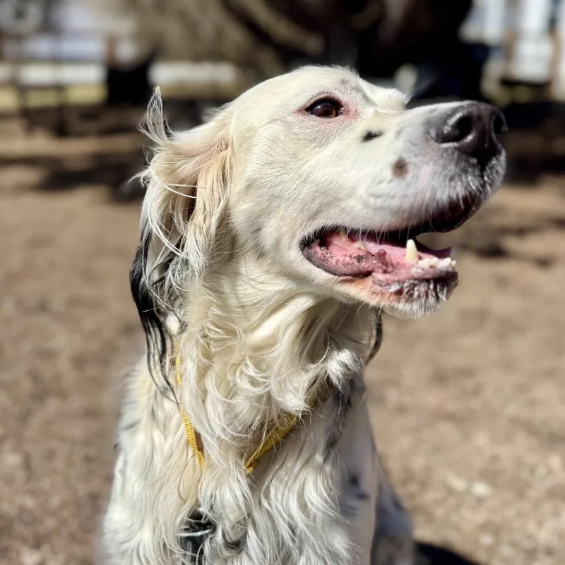 An adult medium-sized male White / Cream English Setter dog named Stormy for adoption in Pittsford, VT