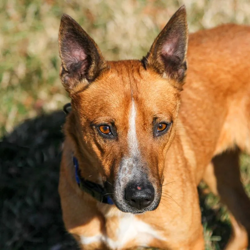 Pomegranate thumbnail 2