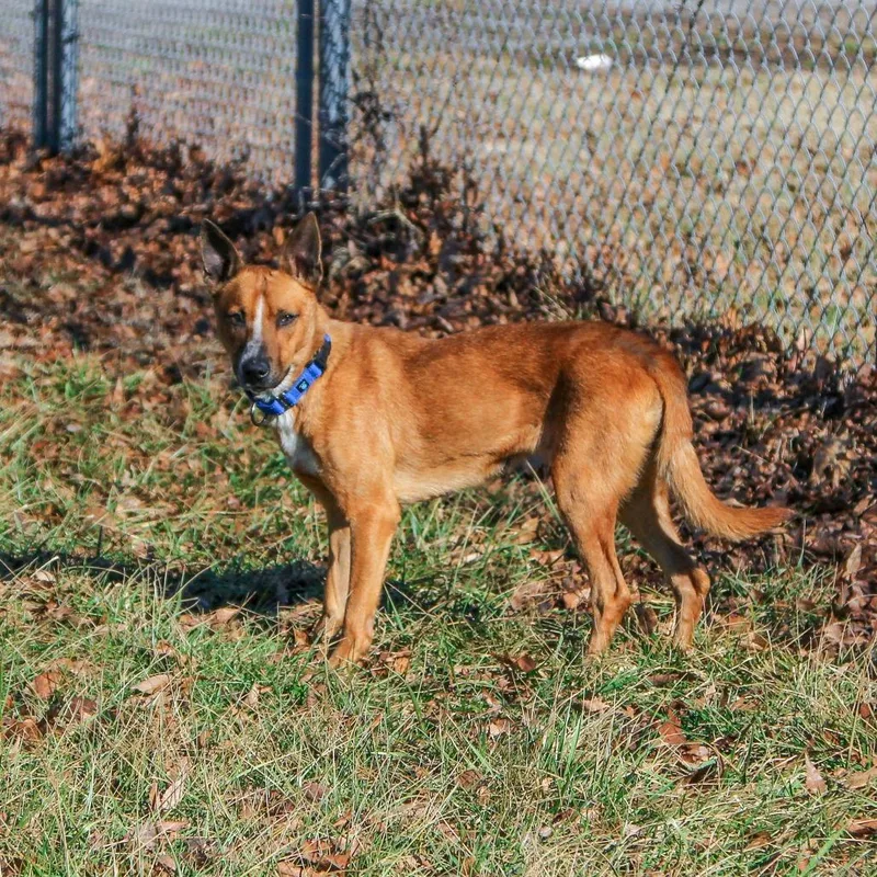 Pomegranate thumbnail 4