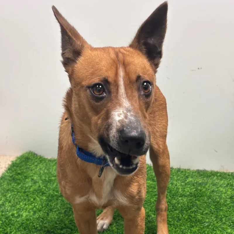 Pomegranate thumbnail 5