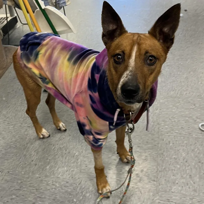 Pomegranate thumbnail 6