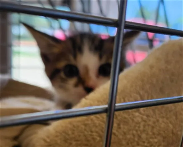 A baby medium-sized male Domestic Short Hair cat named Kimchi A for adoption in Plano, TX