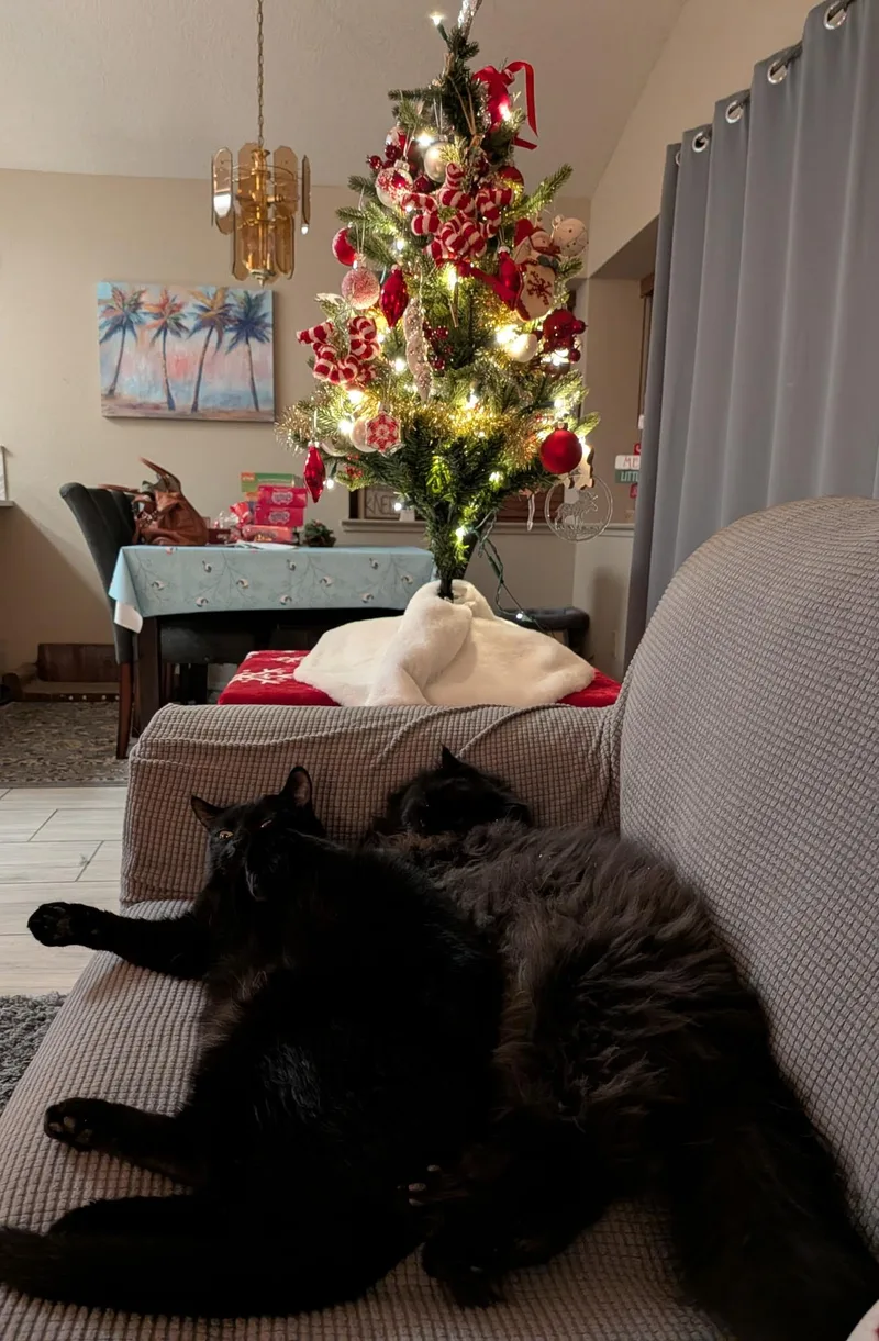 Violet And Gus Gus thumbnail 6