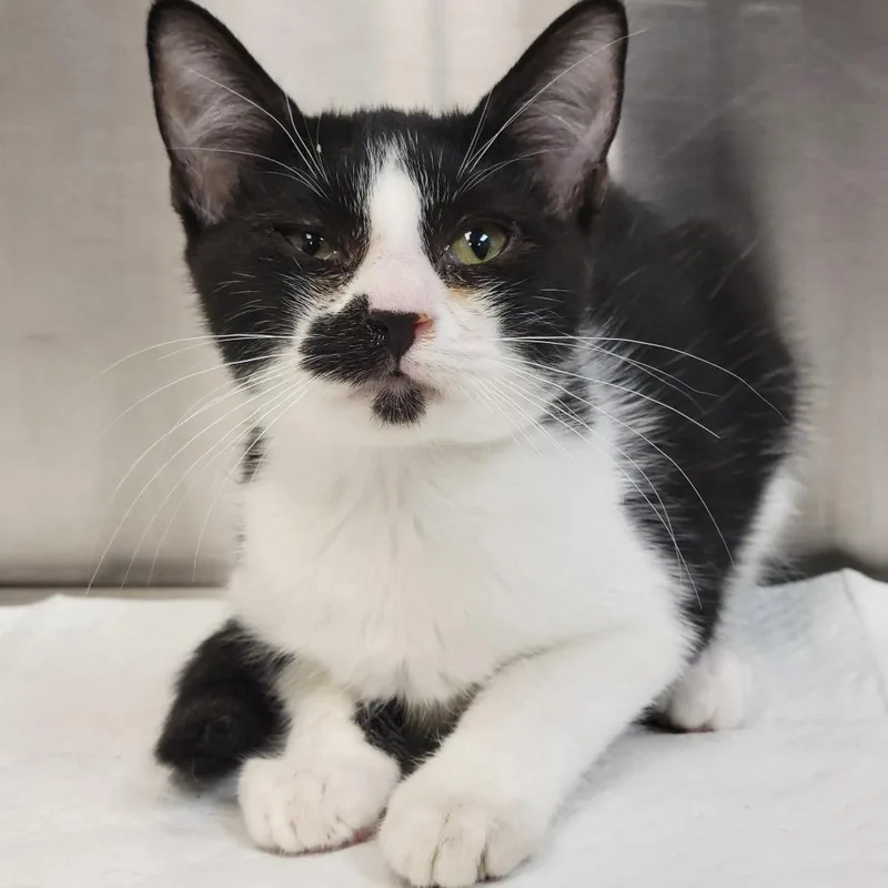 A baby small-sized female Black Domestic Short Hair cat named Alessia for adoption in Sarasota, FL